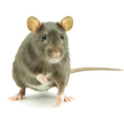 Bacterial Infection Caused By Rat Urine In Bronx Kills 1, Sickens 2 Others