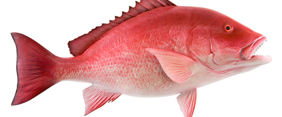 Fulton Fish Market Delivers Fresh Seafood To Your Door