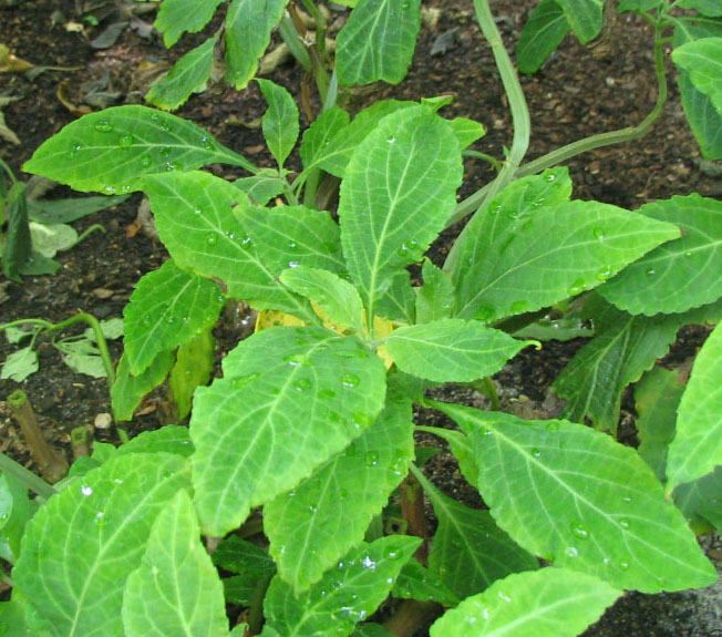 Salvia Divinorum plant.