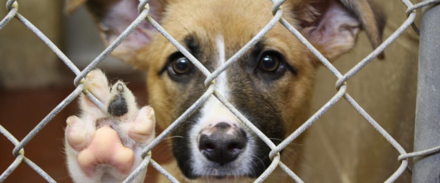 Help Us Clear The Shelters