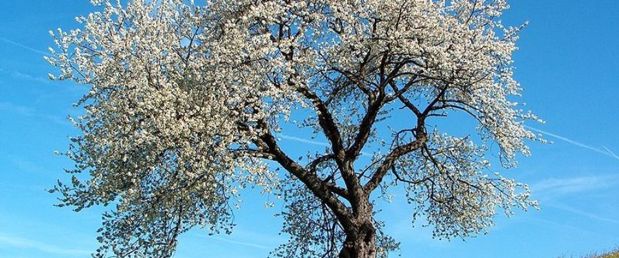 The Suddenness Of Spring