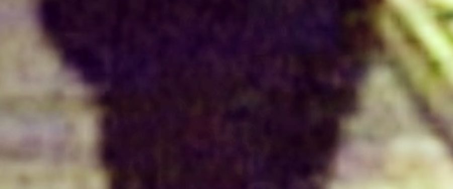 Ganiou Gandonou, 27, Murdered