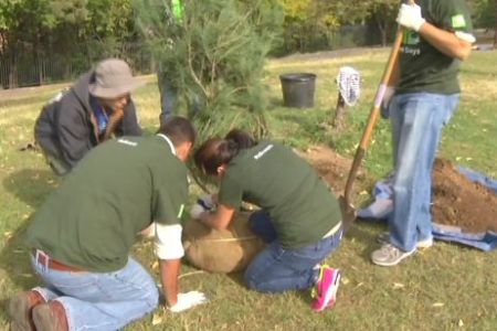 Trees Planted As Part Of TD Tree Day