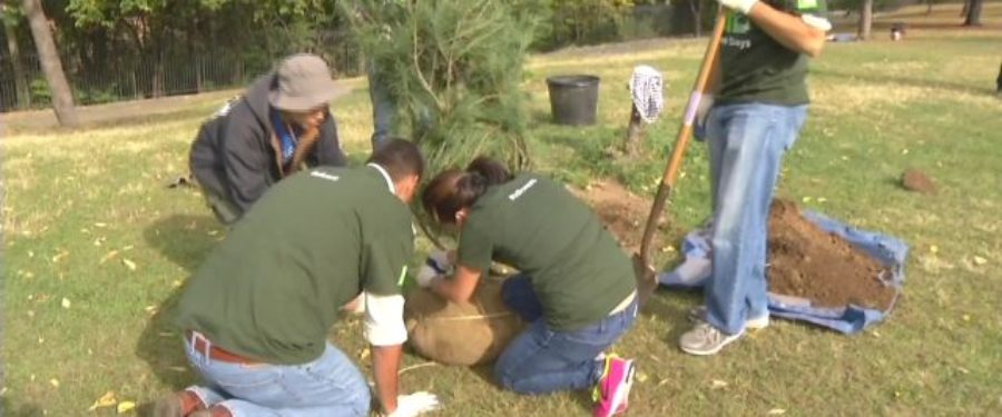 Trees Planted As Part Of TD Tree Day