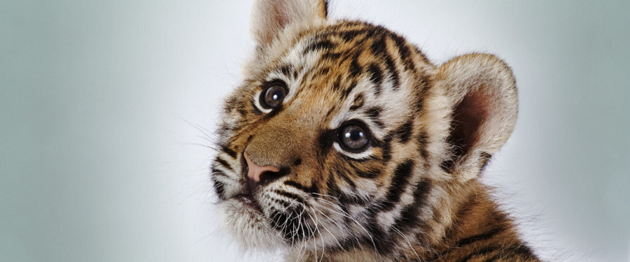 Incredible Behind-The-Scenes Look At Bronx Zoo In Animal Planet’s “The Zoo”