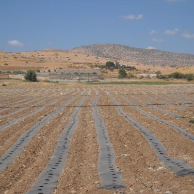 Help Palestinian Farmers Grow & Export Their Crops