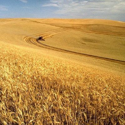 Breeding Better Wheat