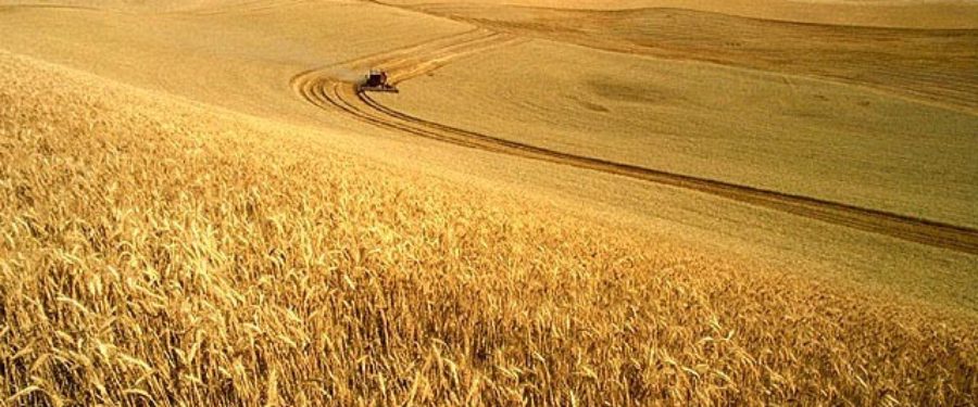 Breeding Better Wheat