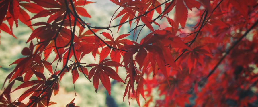 Bronx Volunteers Take Home Top Honors At “It’s My Park” Awards