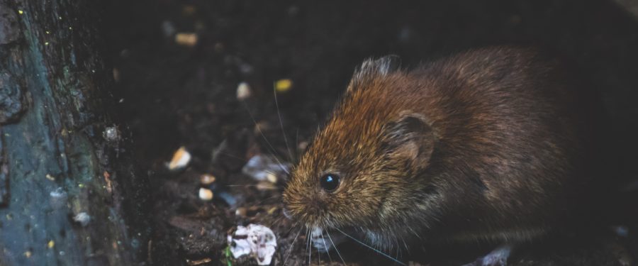 NYCHA Doubles Number Of Developments Under Neighborhood Rat Reduction Initiative