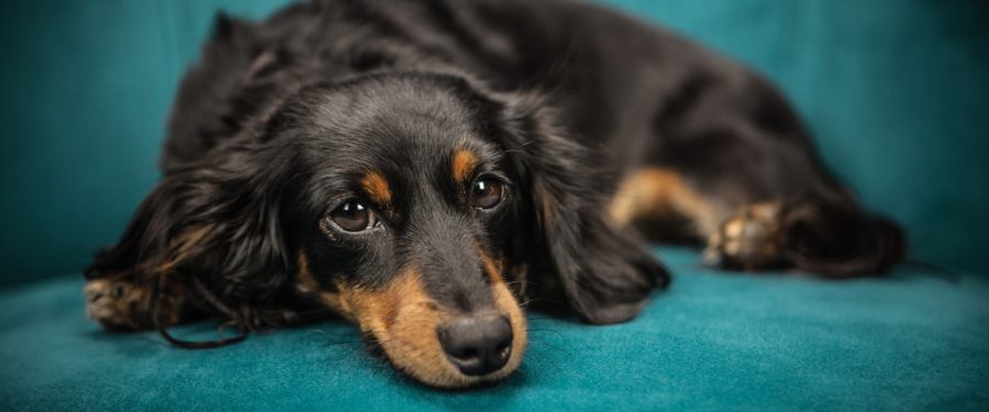 Pet & Service Animal Preparedness Fair