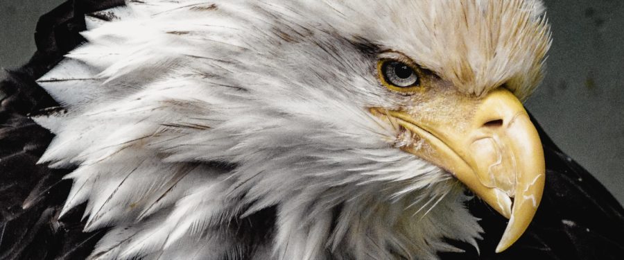 Constitution & Citizenship Day: Civic Engagement & Knowing Your Rights