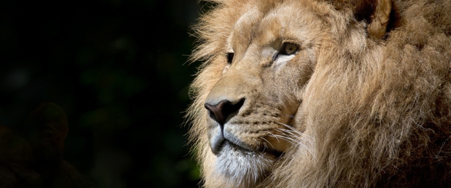 Ways To Have Fun In The Bronx