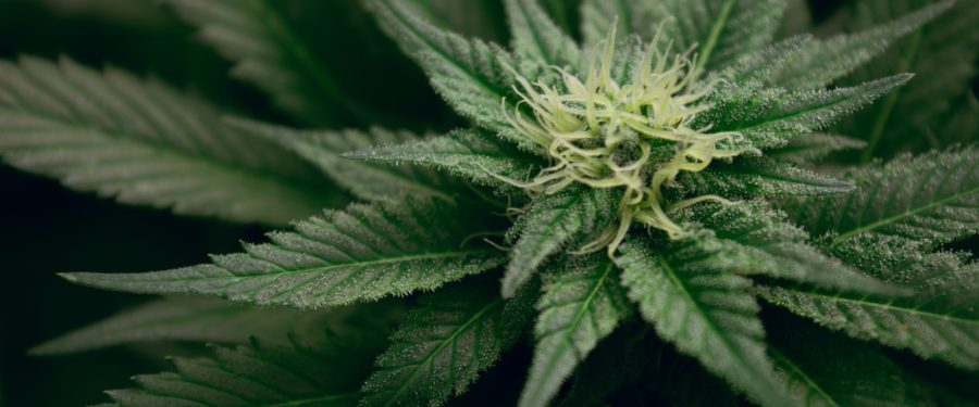 Top 5 Health Benefits Of Medical Marijuana In New York