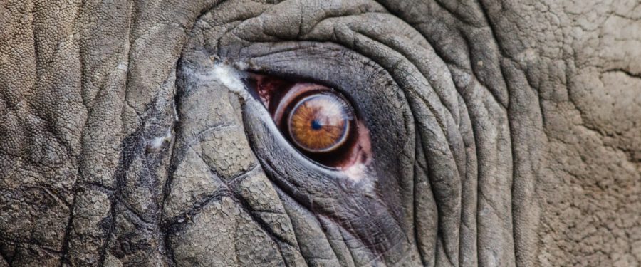 Animal Rights Legislation Signed Into Law