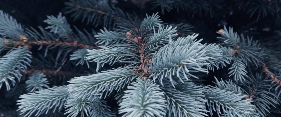 Annual Bronx Christmas Tree Lighting