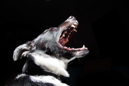 Indictment Of Four Organizers Of A Bronx Dogfighting Ring