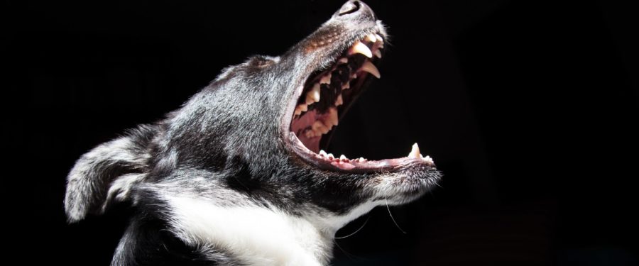 Indictment Of Four Organizers Of A Bronx Dogfighting Ring