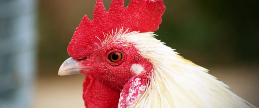 USDA To Implement President Trump’s Executive Order On Meat & Poultry Processors