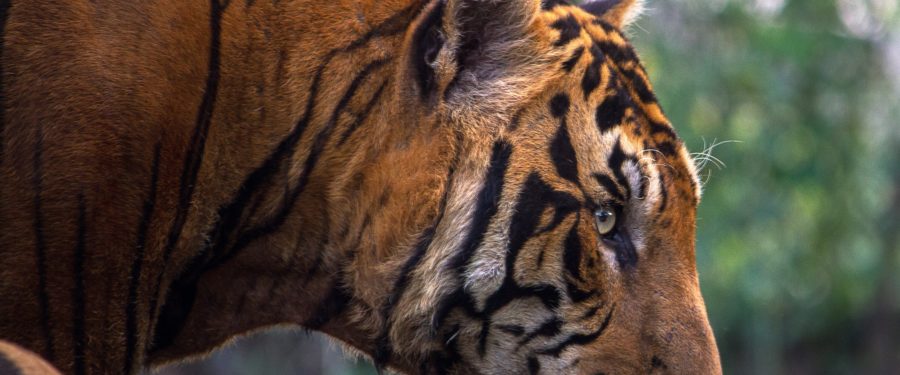 A Bronx Zoo Tiger Tests Positive For Coronavirus