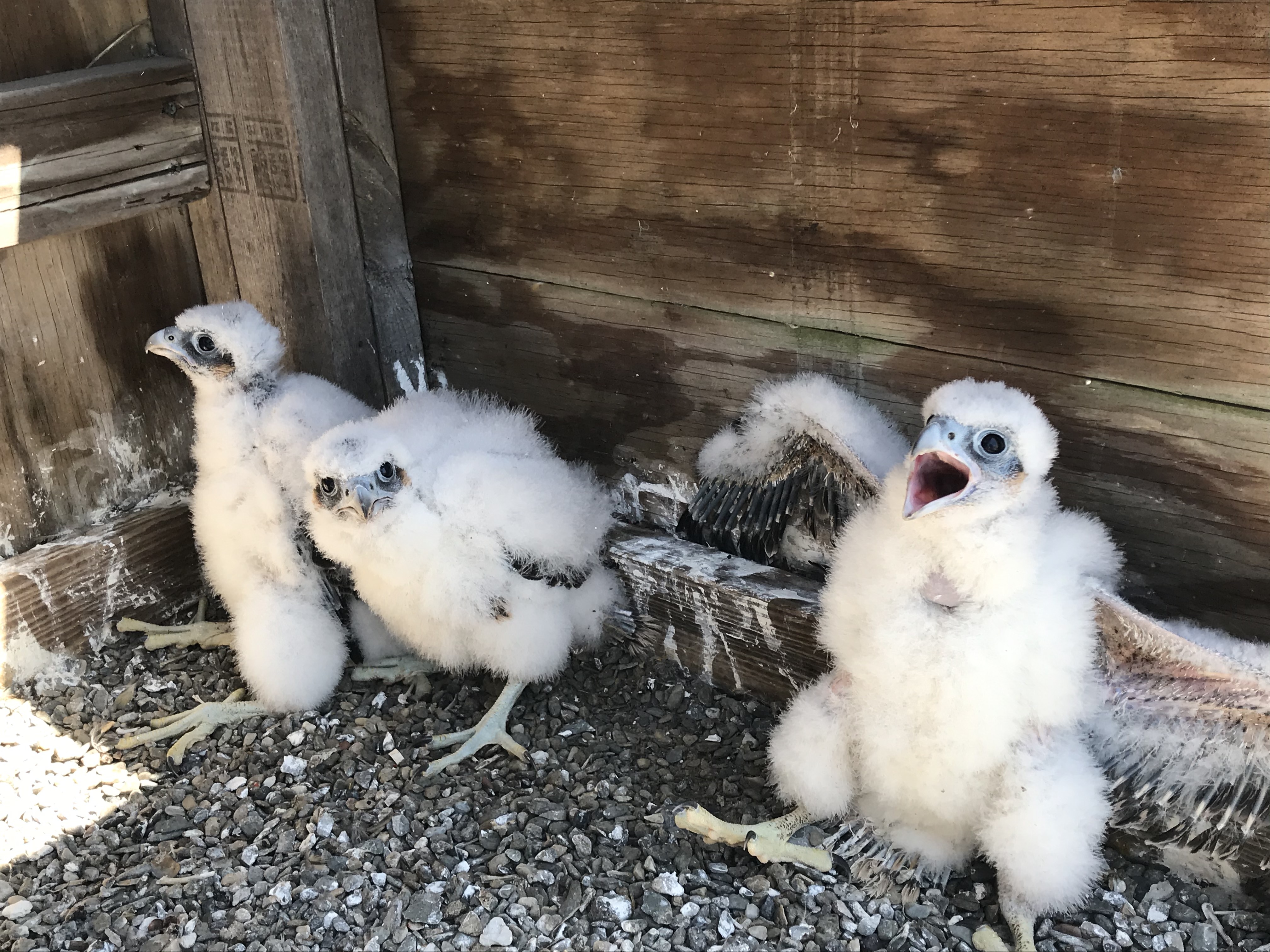 Six Peregrine Falcon Chicks Hatched At MTA Bridges & Tunnels