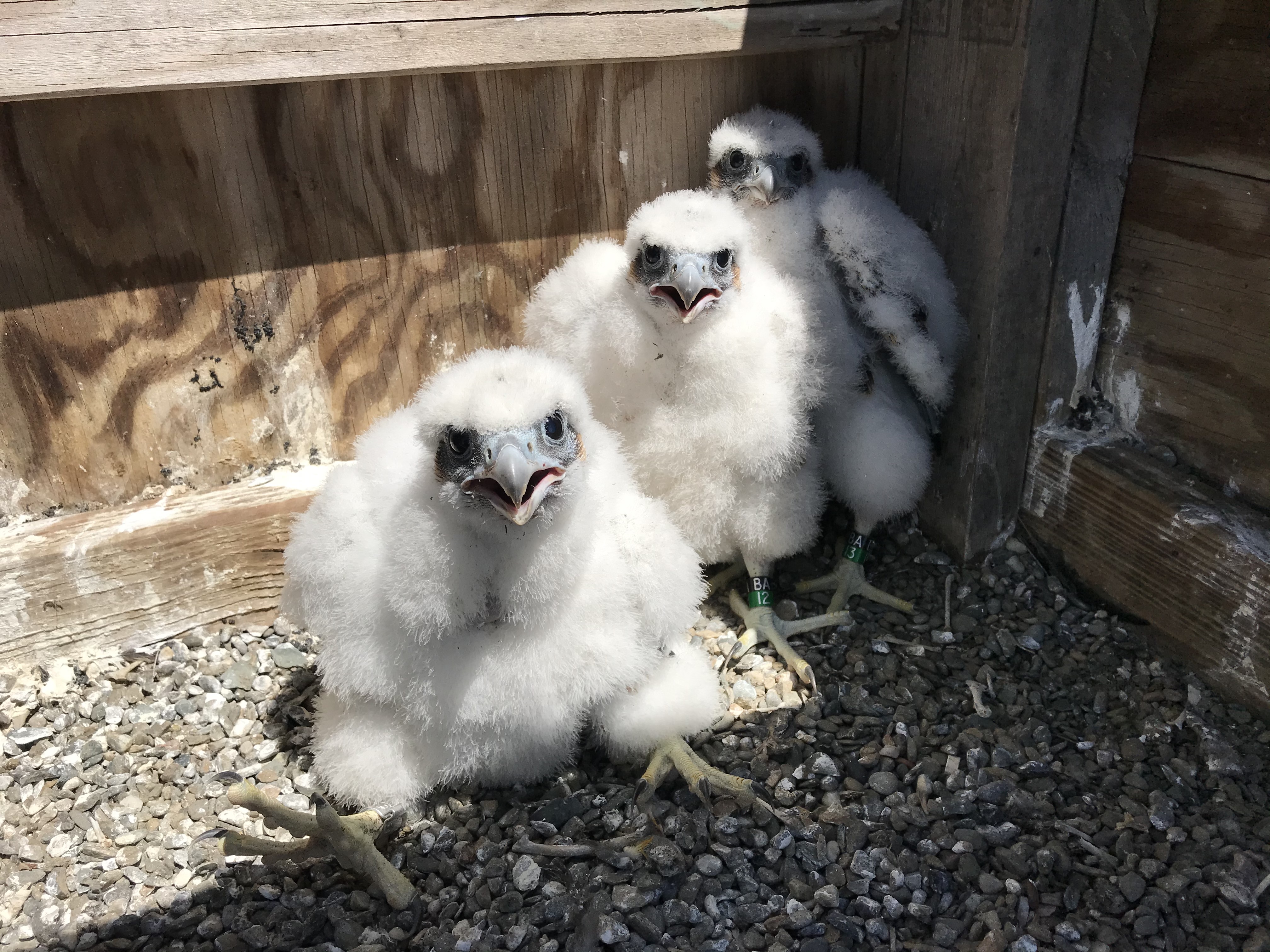 Six Peregrine Falcon Chicks Hatched At MTA Bridges & Tunnels