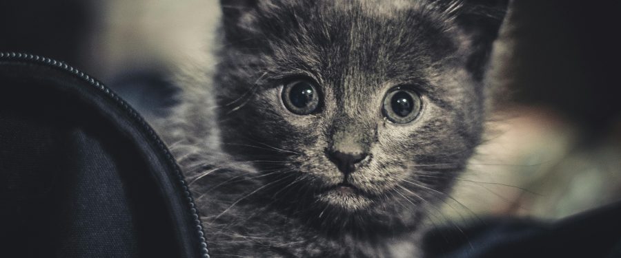 ASPCA Provides Free Pet Food For Bronx Residents