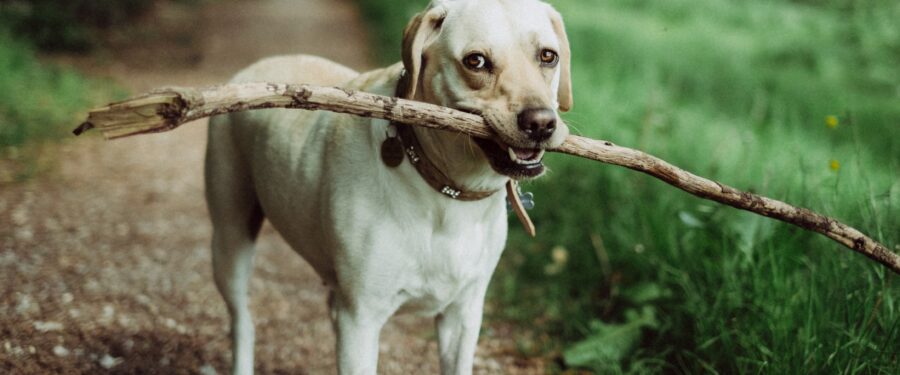 Comptroller Stringer Audit Reveals Breakdowns At City Animal Care Centers