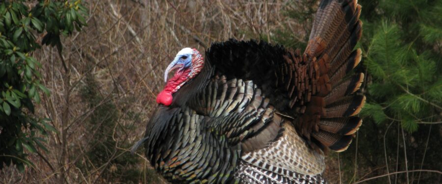 Bronx Cranksgiving 2020: A Food Drive On 2 Wheels
