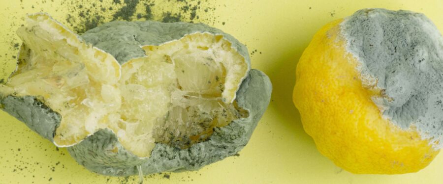 Capital Funding Could Help Local Businesses Divert Food Waste Away From Landfills