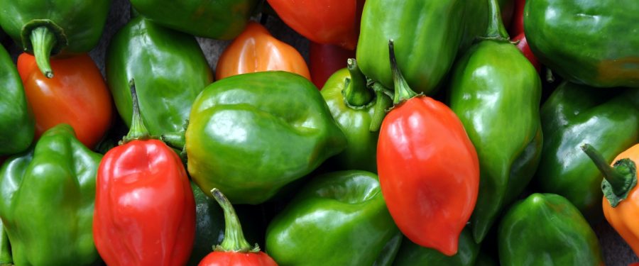 Bronx Grocery Store Workers Return To Work