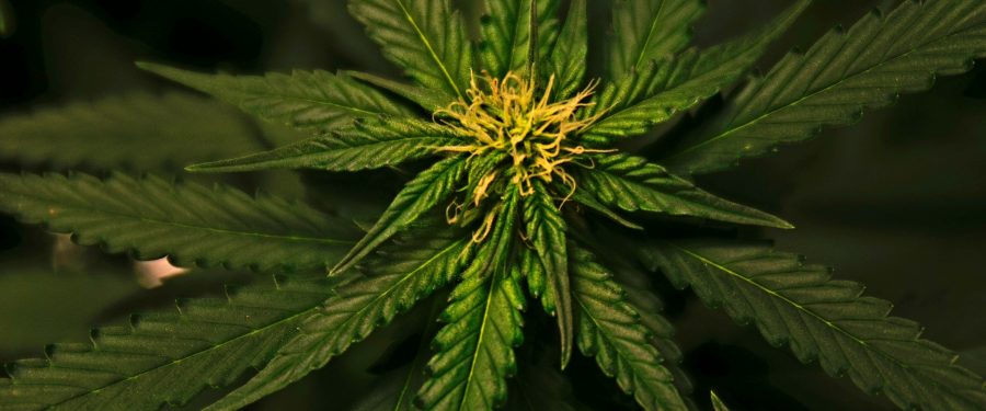 Passage Of The Marijuana Regulation & Taxation Act