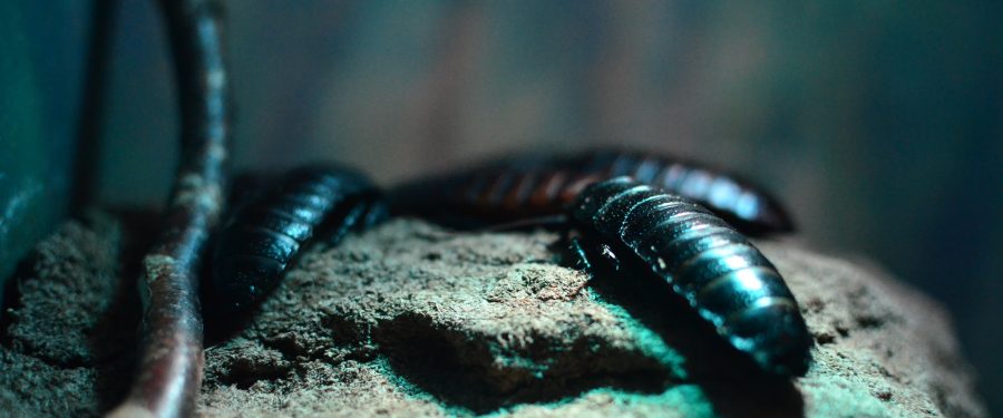 Sahla Esam Showcases Entomology Research To Missouri Legislators