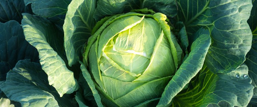 Free Pop-Up Farmers Market For Hundreds Of Bronx Families & Seniors