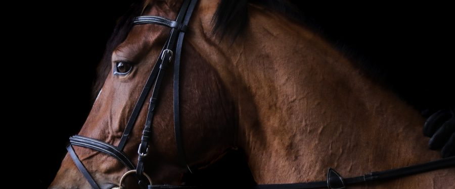 First Female Jockey Wins The 2021 Darwin Cup