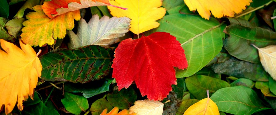 Leaf Peeper Trains Extended One More Weekend On The Hudson Line