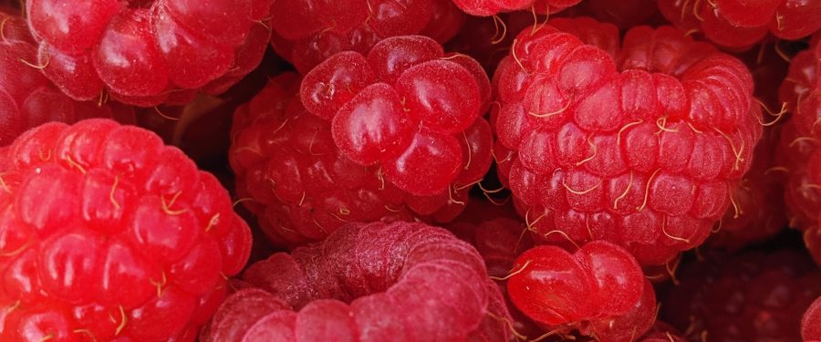 Promoting Food Justice In West Farms, Crotona Park