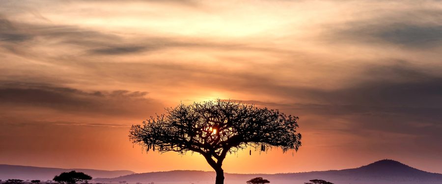 Celebrating Recent Connections Between The Bronx And The African Continent