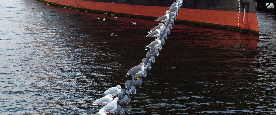 State Of New York Seeks To Prevent Dissolution Of The Waterfront Commission