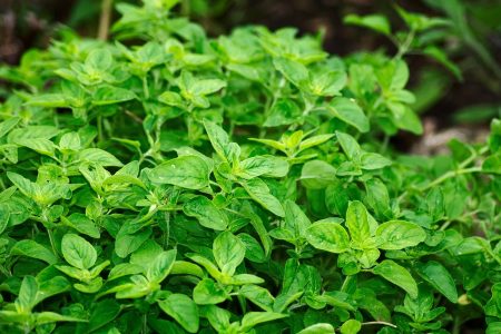 WellHealthOrganic.com: Health Benefits And Side Effects Of Oil Of Oregano