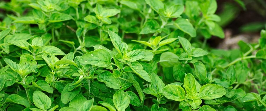 WellHealthOrganic.com: Health Benefits And Side Effects Of Oil Of Oregano