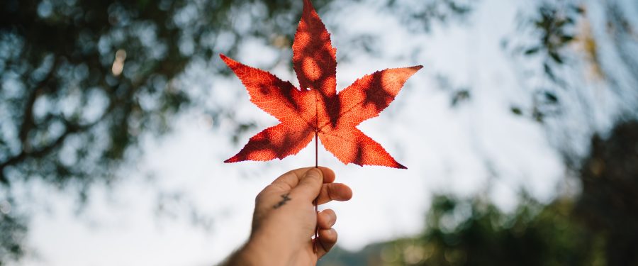 A Nation’s Journey Of Unity & Progress: Celebrating Canadian Independence Day