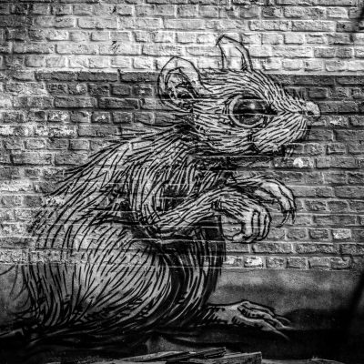 Early Victories In The War On Rats In The Bronx