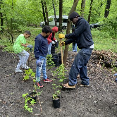 Help Plant Native Trees In Bronx Park