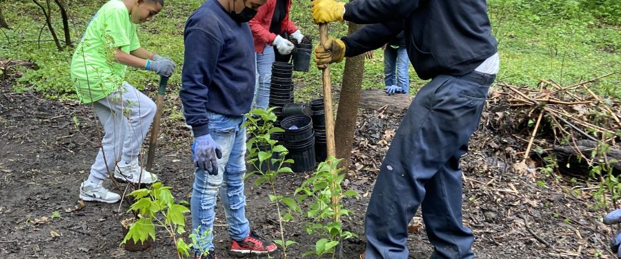 Help Plant Native Trees In Bronx Park