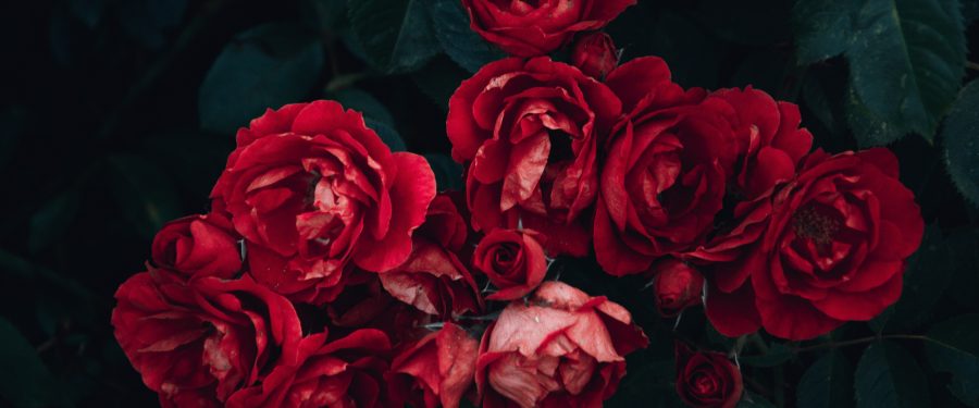 Bronx River Alliance’s 2<sup>nd</sup> Annual Community Banquet