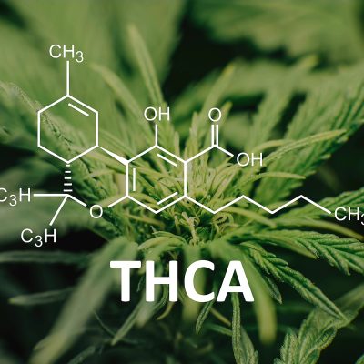 The Future Of THCA Flower In Holistic Medicine