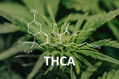 The Future Of THCA Flower In Holistic Medicine
