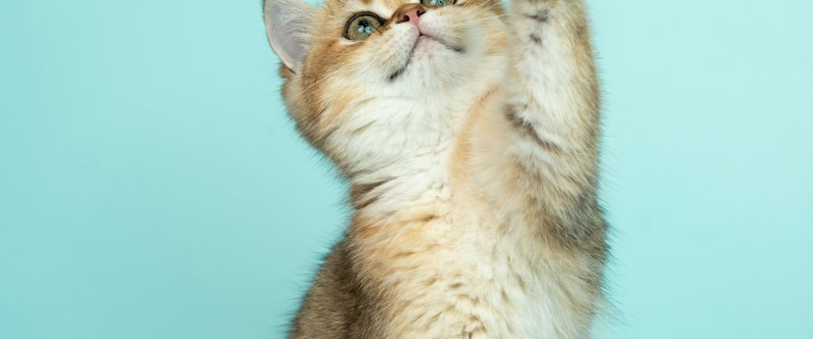 PuppyKittyNYC & Imagine Moving Collaborate To Support Bronx Families & Pets