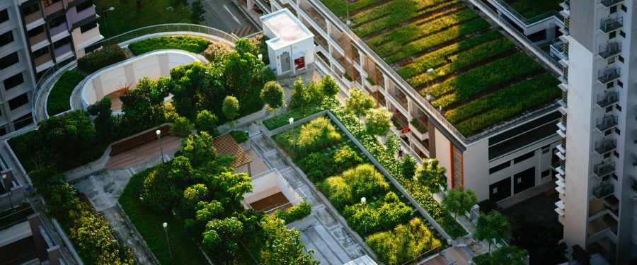 Greening The Urban Jungle: Tips For Residents